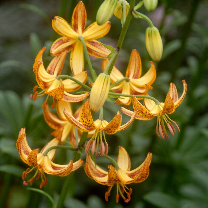 Krollija-Lilium Martagon Sunny Morning 1-pakke
